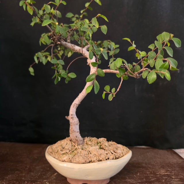 money tree in spokane washington Money Tree (Pachira aquatica)