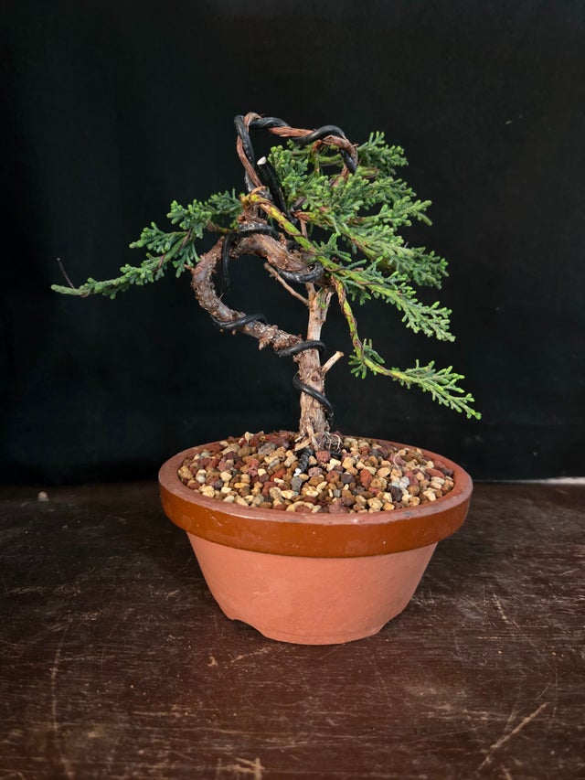 OutDoor Bonsai | Dragon's Garden LLC