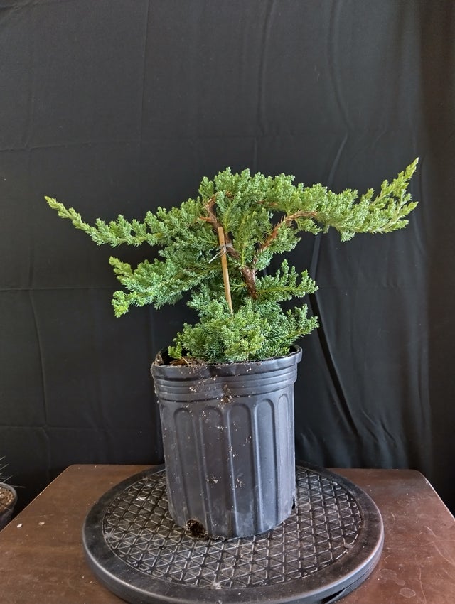 Pre Bonsai | Dragon's Garden LLC