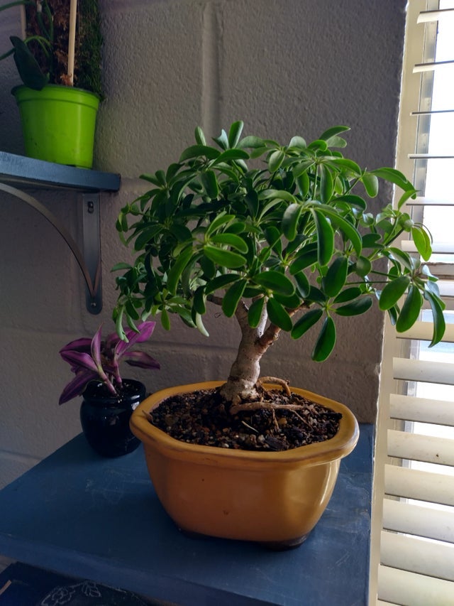 Home | Dragon's Garden LLC