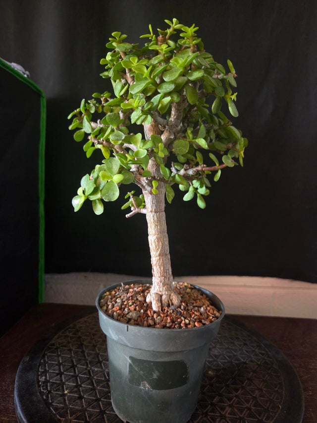 Pre Bonsai | Dragon's Garden LLC