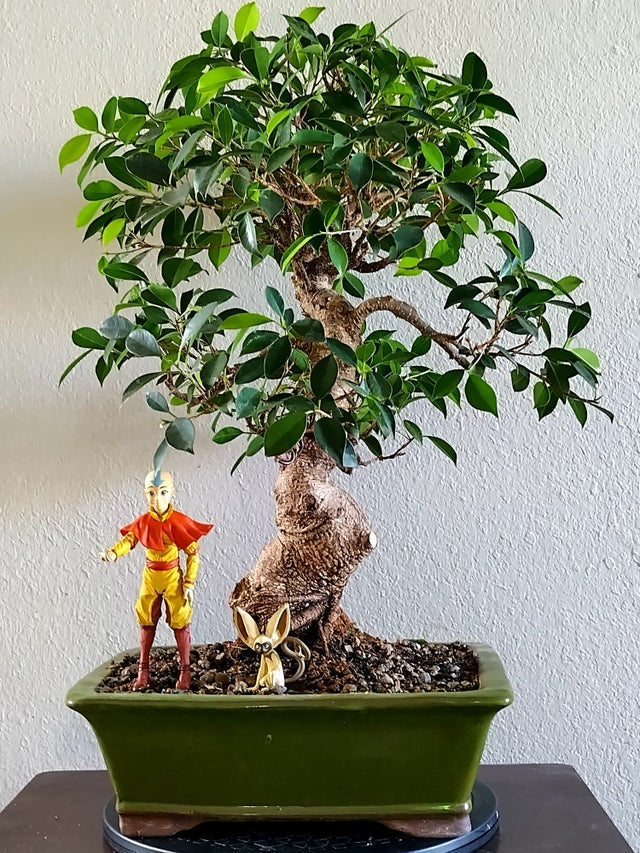 Home | Dragon's Garden LLC